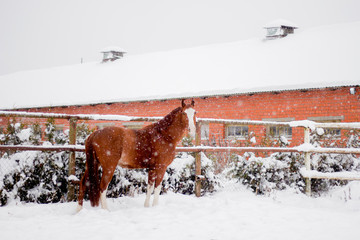 Beautiful chestnut horse walking in the snow paddock