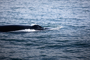 Fototapeta premium Humpback whale near Húsavík, North Iceland.