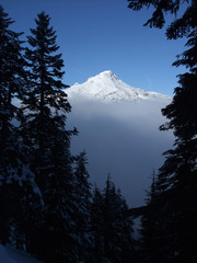 Snow covered Mt. Hood in Oregon seen through some fir trees. A fog bank hangs below the mountain.