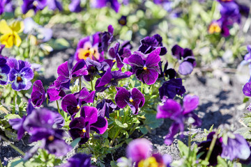 Viola cornuta spring flower, horned pansy plant, beautiful multicolored tufted pansy summer