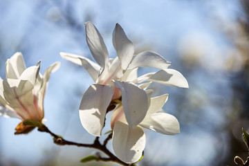 Magnolia white blossom tree flowers on blured background