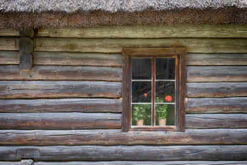 background, geranium flowers in a window in a strom log house with a straw roof