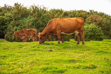 cows in Paul da Serra in madeira island