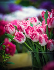 A large bouquet of pink and white tulips close up stands on the window in daylight. Spring flowers as a gift to women and girls for the holiday on March 8. Floral compositions 