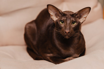 Oriental shorthair chocolate brown kitten lies on a beige background. The animal is looking at the camera.
