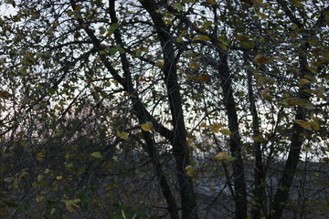 Fototapeta premium tree in the forest