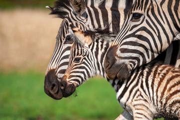 Fototapeta na wymiar Zebra foal with family, tender moment, loving caring