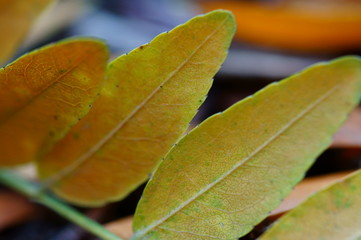 autumn leaves on green background