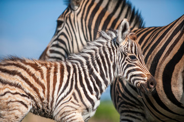 Fototapeta na wymiar Zebra foal with family, tender moment, loving caring