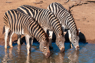 Fototapeta na wymiar Zebra standing in water drinking at watering hole
