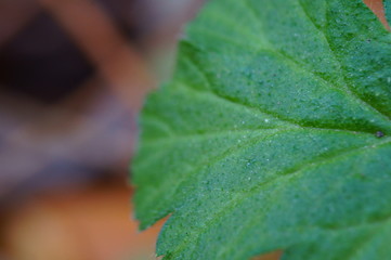 closeup of green leaf