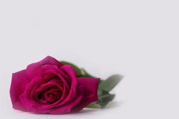 Beautiful bud of a pink blooming rose on a white background.