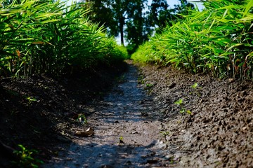 Farming of ginger