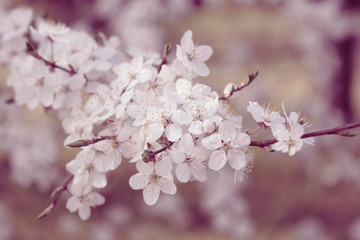 white flowers blossom in spring