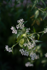 Flower shallow depth of field bokeh close up of Queen Anne's Lace
