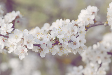 spring tree blossom, white flowers close up