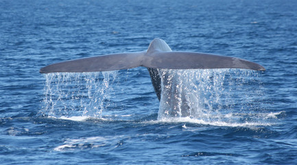 Fototapeta premium Blue Whale