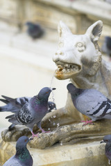 fonte gaia piazza del campo Siena Italia