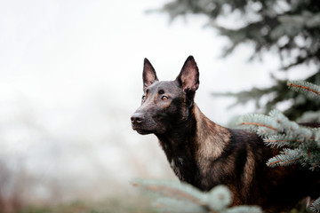 Belgian Shepherd dog (Malinois dog)