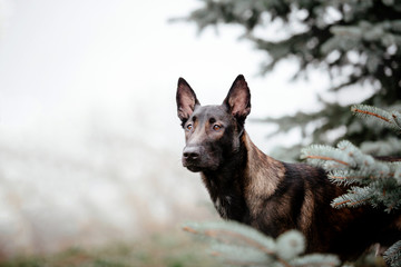 Belgian Shepherd dog (Malinois dog)