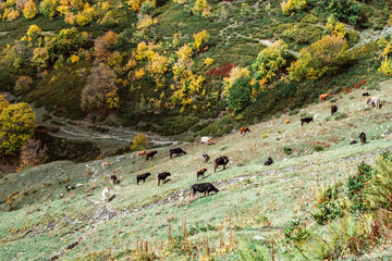 Blue backdrop. Travel background. Healthy activity. Cows graze high in the mountains. Russia Sochi