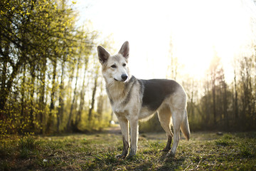 Calm big dog standing on meadow in forest