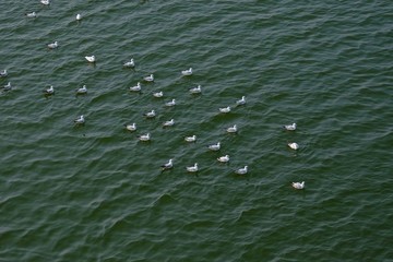 Sea gulls