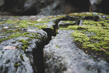 green moss on stone