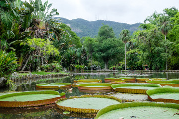 Large lily pads on lake in botanical garden