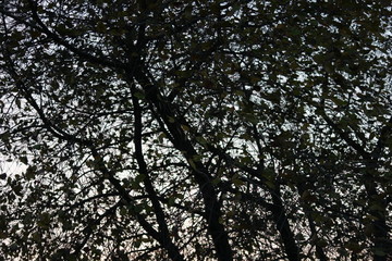  silhouettes of bare branches