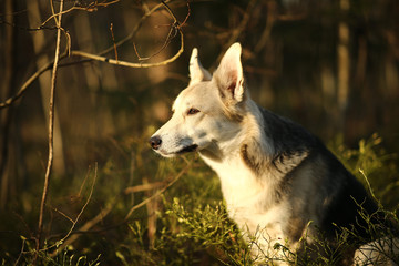 Calm big dog standing on meadow in forest