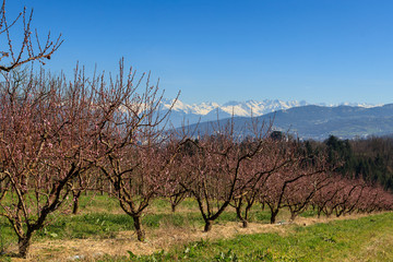 fruit tree in the countryside