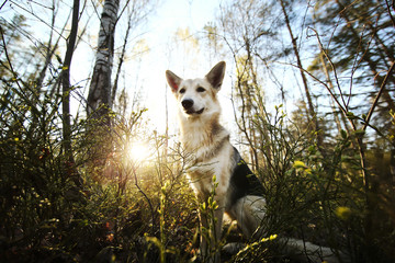 Shepherd dog standing on forest on summer day