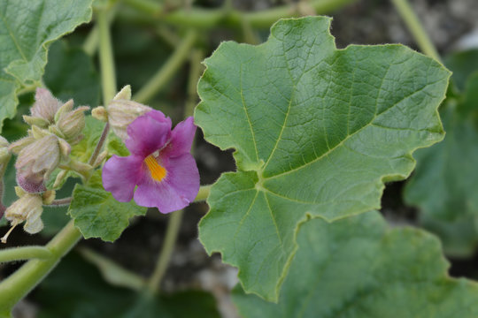 Common devils claw