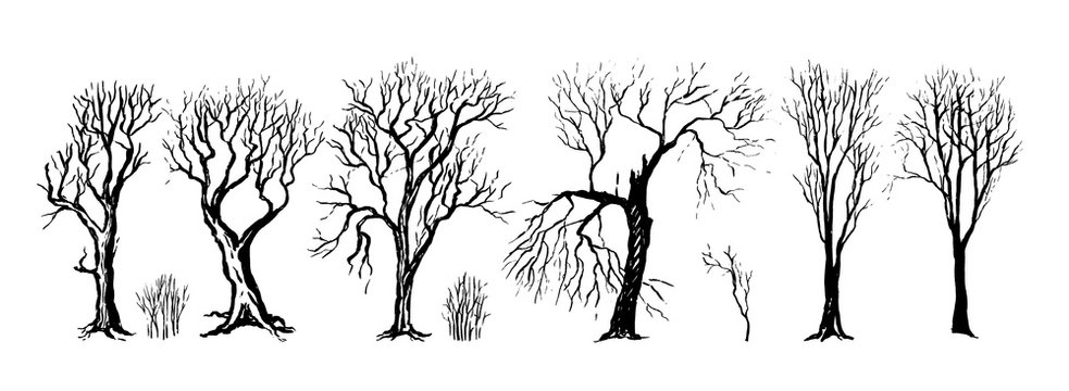Collection vector vintage hand drawn illustration in sketch style. Set of different silhouettes of trees and bushes without leaves. Dense forest. Outline graphic isolated on white. Elements for design
