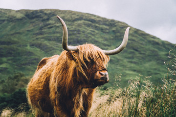 highland cow on a background