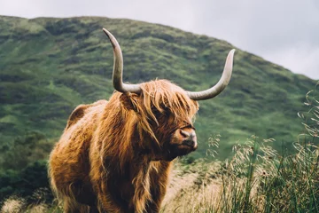 Tuinposter Schotse hooglander hooglandkoe op een achtergrond