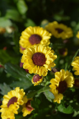 Yellow Chrysanthemum