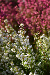 White bell heather