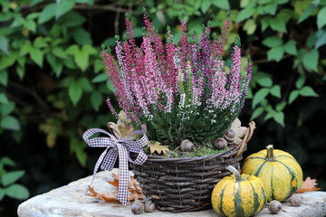 Heidekraut im Topf als Gartendekoration im Herbst