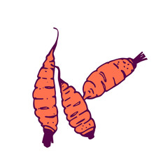 three carrots illustration. Hand-drawn in cartoon style. Colored artwork isolated on white background, in vector
