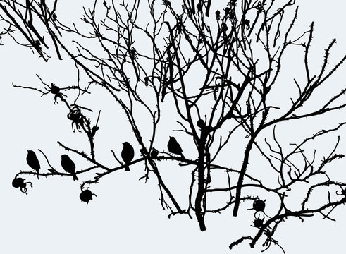 Vector image of birds silhouettes sitting on branches of wild rose in winter