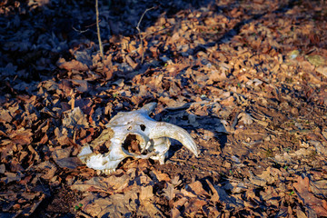 animal skull in the autumn forest