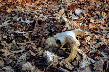 animal skull in the autumn forest