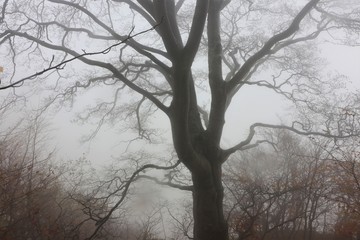 mystic beech tree in fog