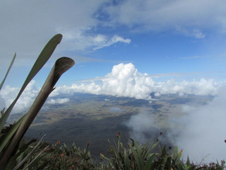 sabana