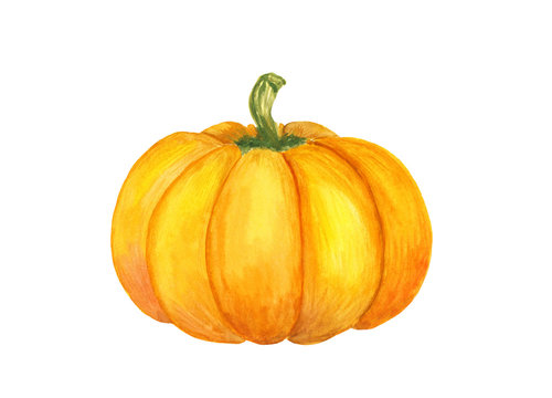 Bright watercolor hand-drawn pumpkin illustration on a white background, isolated. Vegeterian and vegan food illustration