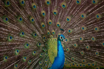 Obraz premium peacock standing in a field