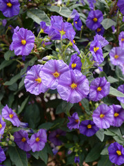 Solanum rantonnetii - Morelle de Rantonnet ou Arbre &agrave; gentianne &agrave; inflorescence bleu-violet et anth&egrave;res jaune orang&eacute;