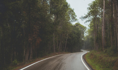 Fototapeta premium forest road